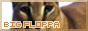bigfloppa