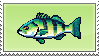 seabass