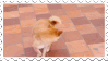 shiba
